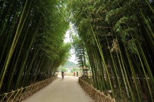 [D7200] 십리대숲에서 - 니콘 Talk [D7200] 십리대숲에서