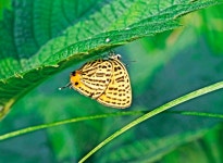 시가도 귤빛부전나비 - 니콘 Talk 시가도 귤빛부전나비