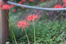 [D810] 함양상림공원 꽃무릇 - 니콘 Talk [D810]  함양상림공원 꽃무릇