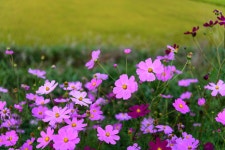 [D810+24-70vr]동판지 코스모스길 - 니콘 Talk [D810+24-70vr]동판지 코스모스길