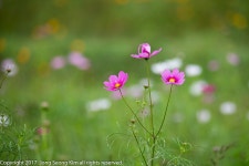 [D610] 미리 가본 코스모스축제 - 니콘 Talk [D610] 미리 가본 코스모스축제