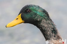 [D500+600F4Dii] 조류꿈나무 졸업장 - 니콘 Talk [D500+600F4Dii] 조류꿈나무 졸업장