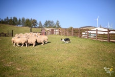 [Z7] 삼양목장 - 니콘 Talk [Z7] 삼양목장