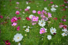 [DF+28-300VR] 코스모스가 있는 풍경(2) - 팝코넷 | 팝게&톡 이슈게시판 [DF+28-300VR] 코스모스가 있는 풍경(2)