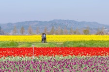 남지 낙동강변 유채 - 니콘 Talk 남지 낙동강변 유채