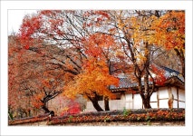 [D1X]만추의 공주 마곡사에서(2) - 니콘 Talk [D1X]만추의 공주 마곡사에서(2)