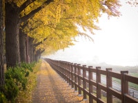 [E-M1/12-40/50macro] 아산 곡교천 은행나무길의 아침. - 올림푸스 Talk [E-M1/12-40/50macro] 아산 곡교천 은행나무길의 아침.