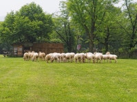 [E-M5] 서울동물원의 양몰이 - 올림푸스 Talk [E-M5] 서울동물원의 양몰이