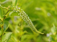 [E-M5] 부천 여월 꽃 단지 - 올림푸스 Talk [E-M5] 부천 여월 꽃 단지