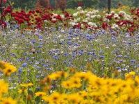 [E-M5] 부천 여월 꽃 단지 - 올림푸스 Talk [E-M5] 부천 여월 꽃 단지