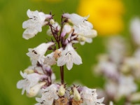 [E-M5] 부천 여월 꽃 단지 - 올림푸스 Talk [E-M5] 부천 여월 꽃 단지