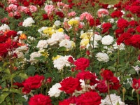 [E-M5] 부천 여월 꽃 단지 - 올림푸스 Talk [E-M5] 부천 여월 꽃 단지