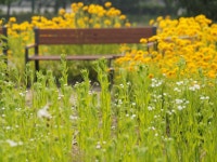 [E-M5] 부천 여월 꽃 단지 - 올림푸스 Talk [E-M5] 부천 여월 꽃 단지