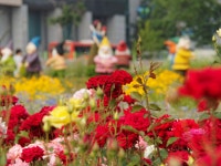 [E-M5] 부천 여월 꽃 단지 - 올림푸스 Talk [E-M5] 부천 여월 꽃 단지