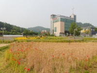 [E-M5] 부천 여월 꽃 단지 - 올림푸스 Talk [E-M5] 부천 여월 꽃 단지