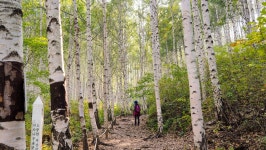 자작나무숲 가는길 - 올림푸스 Talk 자작나무숲 가는길