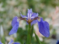 (19pics)[E-M5] 아이리스 - 올림푸스 Talk (19pics)[E-M5] 아이리스