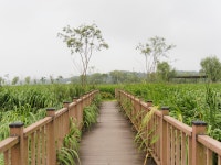 [E-M5] 왕송호수 연꽃단지 & 서호호수공원 - 올림푸스 Talk [E-M5] 왕송호수 연꽃단지 & 서호호수공원