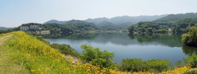 [E-M5] 천흥저수지 금계국 - 올림푸스 Talk [E-M5] 천흥저수지 금계국