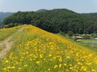 [E-M5] 천흥저수지 금계국 - 올림푸스 Talk [E-M5] 천흥저수지 금계국