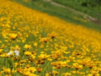 [E-M5] 천흥저수지 금계국 - 올림푸스 Talk [E-M5] 천흥저수지 금계국