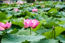 [GX8+14-140] 연꽃단지 1 (29p) - 파나소닉 Talk [GX8+14-140] 연꽃단지 1 (29p)