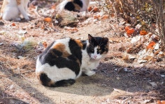 [타+ 60DN] 고양이 마을 - 파나소닉 Talk [타+ 60DN] 고양이 마을