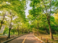 [GX8 / 85 + 818 + 1260 ] 성남 분당중앙공원 - 수목과 조경이 아름다운 공원 01 - 파나소닉 Talk [GX8 / 85 + 818 + 1260 ] 성남 분당중앙공원... 