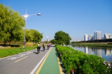 [GX85, 12-32 번들] 코스모스 & 버드나무 - 파나소닉 Talk [GX85, 12-32 번들] 코스모스 & 버드나무