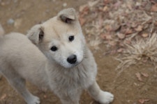 [GH4&GM1S] 12-35는 충분히 좋은 렌즈, 35-100은 어려운 렌즈 - 파나소닉 Talk [GH4&GM1S] 12-35는 충분히 좋은 렌즈, 35-100은 어려운 렌즈