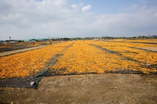 제주여행 1. 2일차 - 빛의벙커, 사려니숲. 동백군락지. 신천목장 - 파나소닉 Talk 제주여행 1. 2일차 - 빛의벙커, 사려니숲. 동백군락지. 신천목장