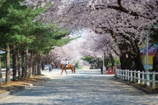 [G9] 서울대공원, 경마공원 벚꽃 - 팝코넷 | 베스트 게시판 [G9] 서울대공원, 경마공원 벚꽃