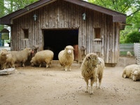 [645D] 동물의 숲에 놀러 오세요~ - 리코 & 펜탁스 Talk [645D] 동물의 숲에 놀러 오세요~