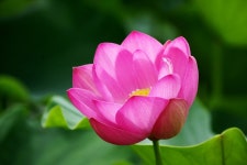 오오 연꽃의 계절 - 리코 & 펜탁스 Talk 오오 연꽃의 계절