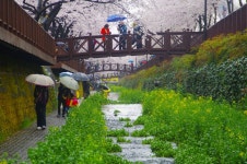[K-01] 비 내리는 아침 진해로의 출사 - 리코 & 펜탁스 Talk [K-01] 비 내리는 아침 진해로의 출사