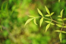 [K-01 + 펜타콘 29] 출근 길에 소소한 풀사진 (7 pics) - 리코 & 펜탁스 Talk [K-01 + 펜타콘 29] 출근 길에 소소한 풀사진 (7 pics)