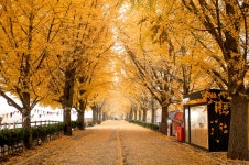 리코 GR II 아산 곡교천 은행나무길 - 리코 & 펜탁스 Talk 리코 GR II  아산 곡교천 은행나무길