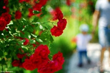 [K-3] #5_장미 ....... - 리코 & 펜탁스 Talk [K-3] #5_장미 .......