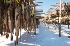 타기종) 황태덕장 - 삼성 Talk 타기종) 황태덕장