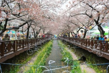 [NX500] 진해여행 (1) 6pic - 삼성 Talk [NX500] 진해여행 (1) 6pic