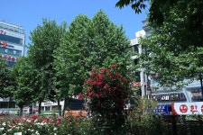 [20-50mm] 장미공원 - 삼성 Talk [20-50mm] 장미공원