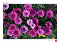 [타기] 삼카도 10년이 넘어도 끝까지 명기로... - 삼성 Talk [타기] 삼카도 10년이 넘어도 끝까지 명기로...