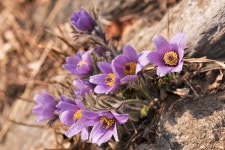 타기종) 동강할미꽃 - 삼성 Talk 타기종) 동강할미꽃