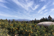 [타/nx300] 3월 3일의 제주... - 삼성 Talk [타/nx300] 3월 3일의 제주...