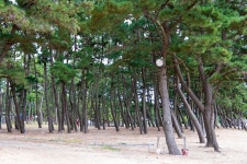 nx1 / nx16-50 s 태안반도의 몽산포 에 가봤어요 - 삼성 Talk nx1 / nx16-50 s   태안반도의 몽산포 에 가봤어요