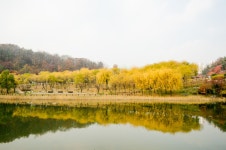 [타] 늦가을의 북서울꿈의 숲 - 삼성 Talk [타] 늦가을의 북서울꿈의 숲