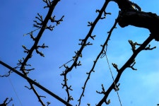 nx500 nx45mm 동내 배밭에 가봤어요 - 삼성 Talk nx500 nx45mm   동내 배밭에 가봤어요