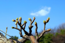 nx500 nx45mm 동내 배밭에 가봤어요 - 삼성 Talk nx500 nx45mm   동내 배밭에 가봤어요