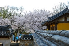 NX1 / NX16-50S 화도진 벚꽃구경하고 왔어요 - 삼성 Talk NX1 / NX16-50S   화도진 벚꽃구경하고 왔어요