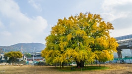 nx10 / nx12-24mm 장수동 은행나무 - 삼성 Talk nx10 / nx12-24mm  장수동 은행나무